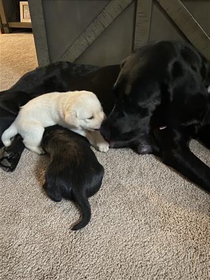 LABRADOR PUPPIES FOR SALE – $1000